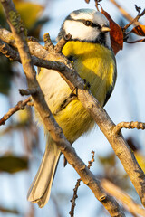 The Eurasian blue tit (Cyanistes caeruleus) is a small passerine bird common in aiguamolls emporda girona spain