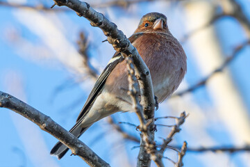 The common chaffinch or simply the chaffinch (Fringilla coelebs) is a common and widespread small passerine bird in the finch family