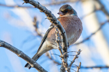 The common chaffinch or simply the chaffinch (Fringilla coelebs) is a common and widespread small passerine bird in the finch family