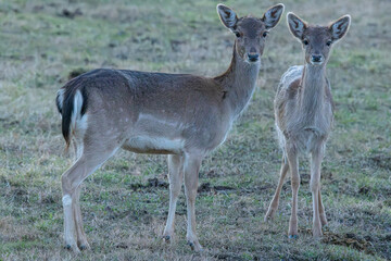 Common or European fallow deer (Dama dama) in Aiguamolls Emporda Girona Spain