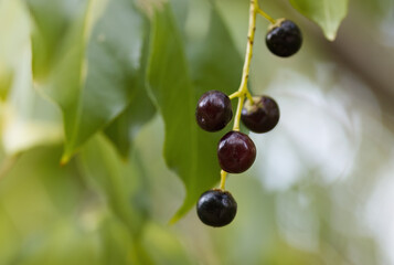 Common weeping cherry, twig with black berries of Prunus padus, green background, riping black berries, leaves in the background