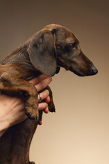 dachshund portrait in hands of owner. dog studio portrait