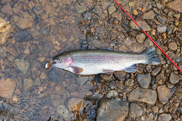 Rainbow trout on the ground trout open season, stream fishing, fun family activity, copy space selective focus image