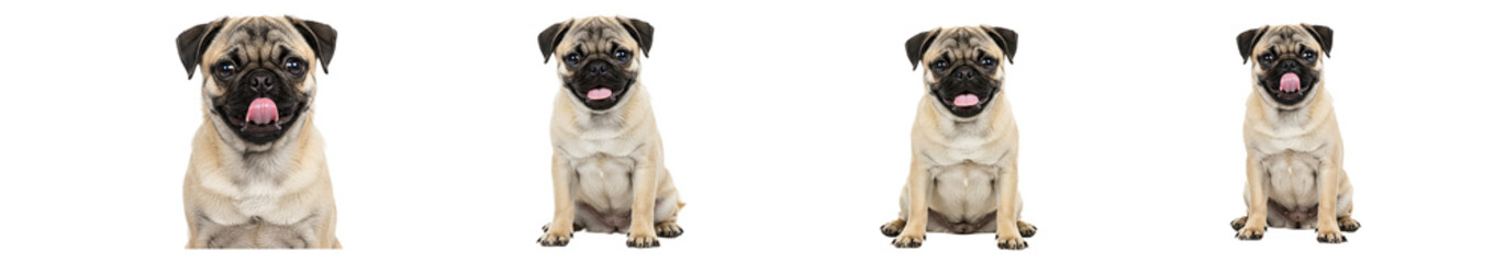 Obraz premium Four adorable fawn pugs sitting pretty digital print, cute puppy dog pet animal wall art, home decor poster transparent background