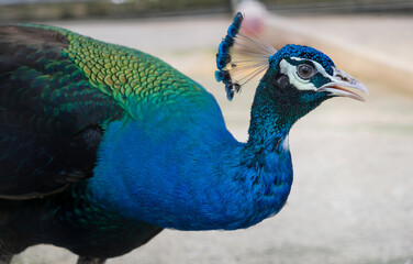 Fototapeta premium Beautiful color of peacock in the zoo.