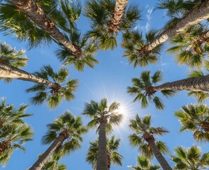 Looking Up at Palm Trees Against Bright Blue Sky and Sunlight