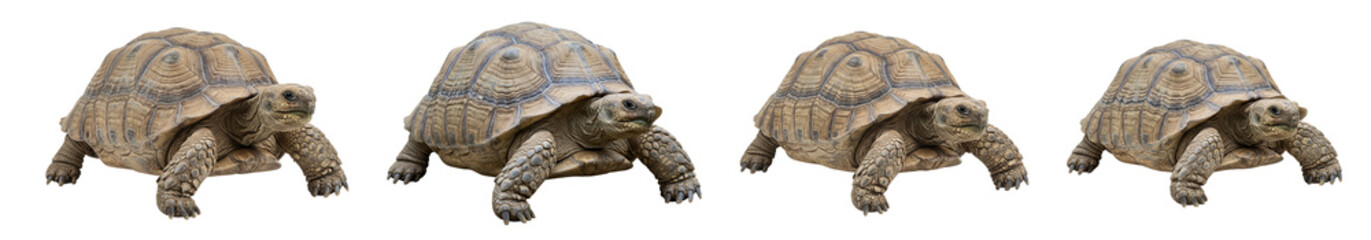 Obraz premium Four sulcata tortoises, reptile pets, nature wildlife animals, isolated cutout, detailed shells, tan color transparent background