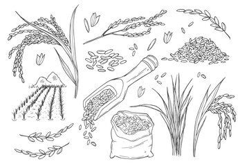Rice doodle set, grain in sack and porridge in bowl. Rice ears and rice field. Vector sketch illustration. Hand drawn isolated design elements.