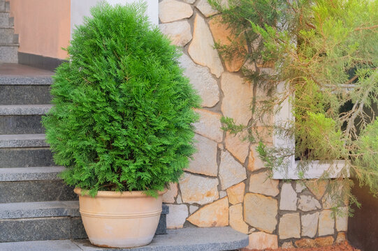 Cypress in large outdoor pot. Thuja occidentalis danica in container. Landscape design in city. Potted evergreen tree. Sunny.