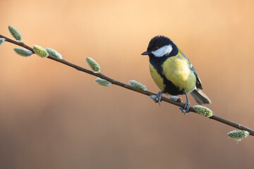 Naklejka premium Bird Colorful great tit ( Parus major ) perched on a tree, photographed in horizontal, spring time, amazing background, bird on a willow branch with catkins