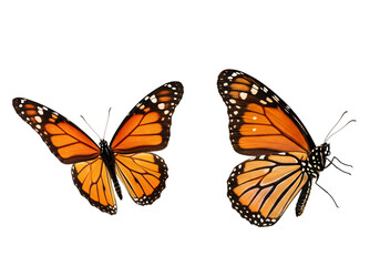 Fototapeta premium Two monarch butterflies, vibrant orange wings, detailed insect photography, isolated on a plain setting transparent background
