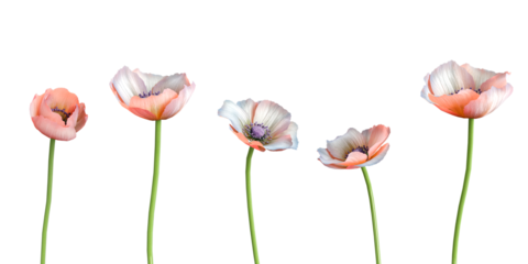 Anemone flowers isolated on white background