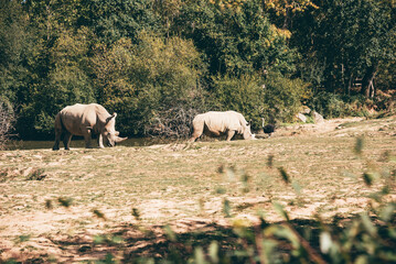 Obraz premium Two white rhinos grazing near water