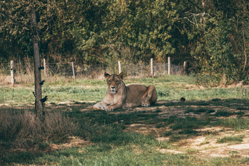 Calm lioness resting on green grass
