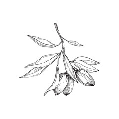 Almond branch vector illustrations hand drawn with ink. Leaves and fruits of the walnut tree isolated on white background. Set of elements for label design