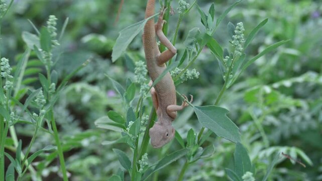 Chameleons on green plant. It is a reptile animal. It is an animal of the  Chamaeleonidae family. Its other name chamaeleons. This animal is master at changing colors.
