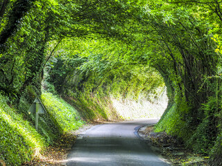 Grüntunnel, Idyllische Landstrasse, Calvados, Normandie, Frankr