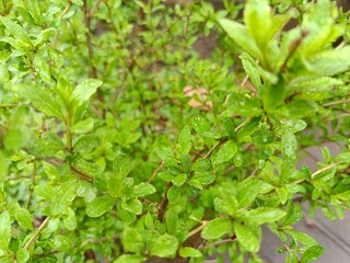 plant leaves in raindrops close up
