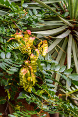 Obraz premium Caesalpinia spinosa pertenece a la familia Fabaceae.