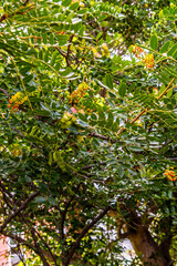 Caesalpinia spinosa pertenece a la familia Fabaceae.