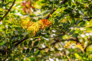 Caesalpinia spinosa pertenece a la familia Fabaceae.