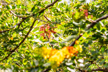 Caesalpinia spinosa pertenece a la familia Fabaceae.
