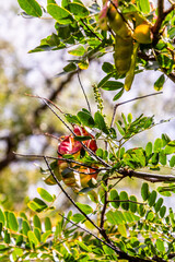 Caesalpinia spinosa pertenece a la familia Fabaceae.