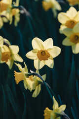 Fototapeta premium Yellow narcissus