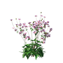 Anemone hupehensis, Anemone x hybrida, Japanese anemone, evergreen, small tree, bush, light for daylight, easy to use, 3d render, isolated