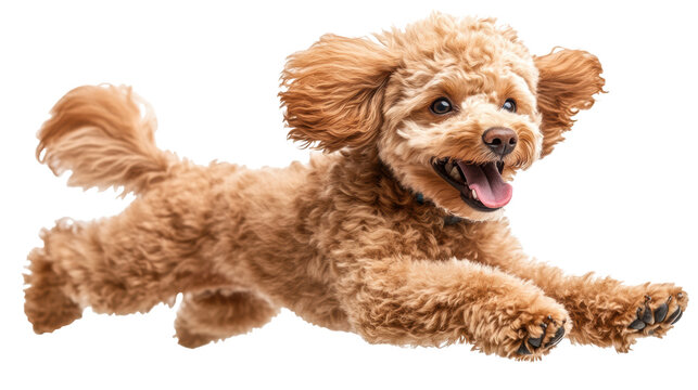A happy brown poodle dog is running. cute pet animal