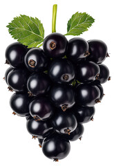 Cluster of black currants with green leaves