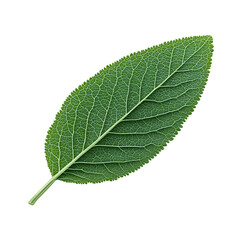 Fototapeta premium Botanical Detail: A close-up capture of a vibrant green sage leaf, showcasing the intricate veins and texture in a visually appealing composition.
