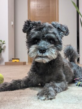 cute little grey dog lying on its feet at home. Mix of shnauzer+terrier 