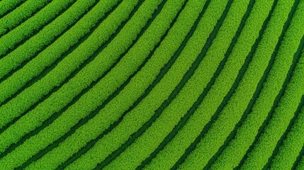 Aerial View of Lush Green Tea Plantation, Rows of vibrant green tea plants from above.