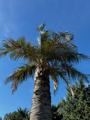 Tall palm tree with rough trunk against a deep blue sky