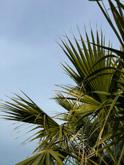Close-up of palm fronds against a clear sky