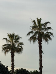 Two palm trees silhouetted against a cloudy sky
