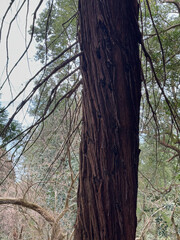 Fototapeta premium Close-Up of a Tree Trunk with Rough Bark