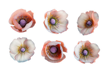 Set of anemone flowers isolated on white background