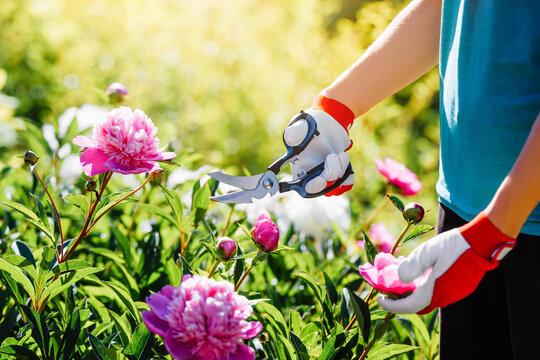 Gardener's hands cut large pink peony flowers with scissors, close-up.