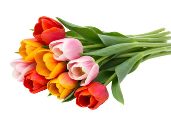 Obraz premium Vibrant tulip bouquet with visible stems, colorful and fresh, isolated on white background. 