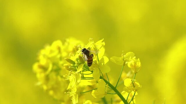 風に揺れる満開の菜の花とミツバチ