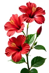 Obraz premium Collection of vibrant red hibiscus flowers with delicate petals and green stems isolated on a white background, colorful, tropical