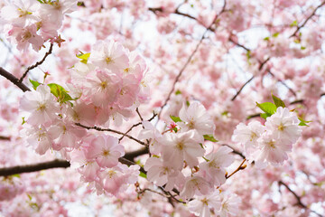 Branch of blooming cherry tree, pink sakura blossom flower background. Spring season, nature floral background, wallpaper, backdrop.