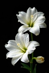 Fototapeta premium Beautiful white flowers contrasted against a black background, white, flora