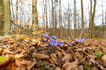 Blue double-flowered liverwort. First spring forest flowers