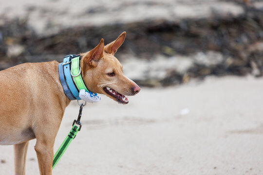 Podenko dog tracks the terrain on the beach, wearing a gps device, passing by a sandy shore covered in seaweed while relaxedly exploring the coast, animal protection and care