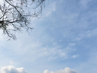 春の青空と葉の無い木24