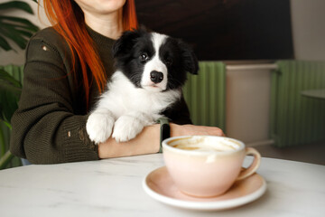 cute, small, young, black and white border collie dog puppy on the hands of owner woman wearing...