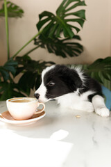 cute, small, young, black and white border collie dog puppy drinking cappuccino coffee cup at the table in the cafe on sunny day 